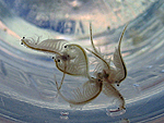 Mono Lake Brine Shrimp