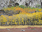 Sierra Fall Color