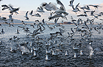 Flying California Gulls