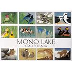 Mono Lake card set, reusable snack bag set, plus the 2024 Mono Lake Calendar
