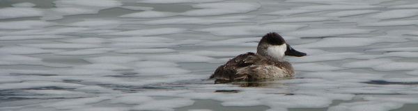 Ruddy Duck, foamy lake