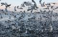 eCard: Mono Lake Gulls